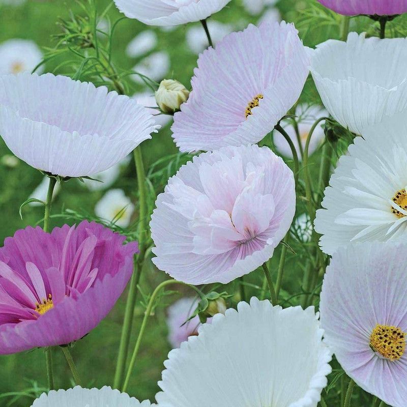 CYBEXIS Cosmos Seeds Annual Flowering Garden Plant 'Cupcakes' Seed  (1 g)