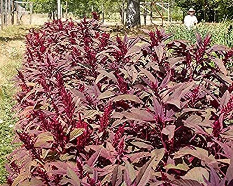hussn Red amaranthus Seed  (23 per packet)