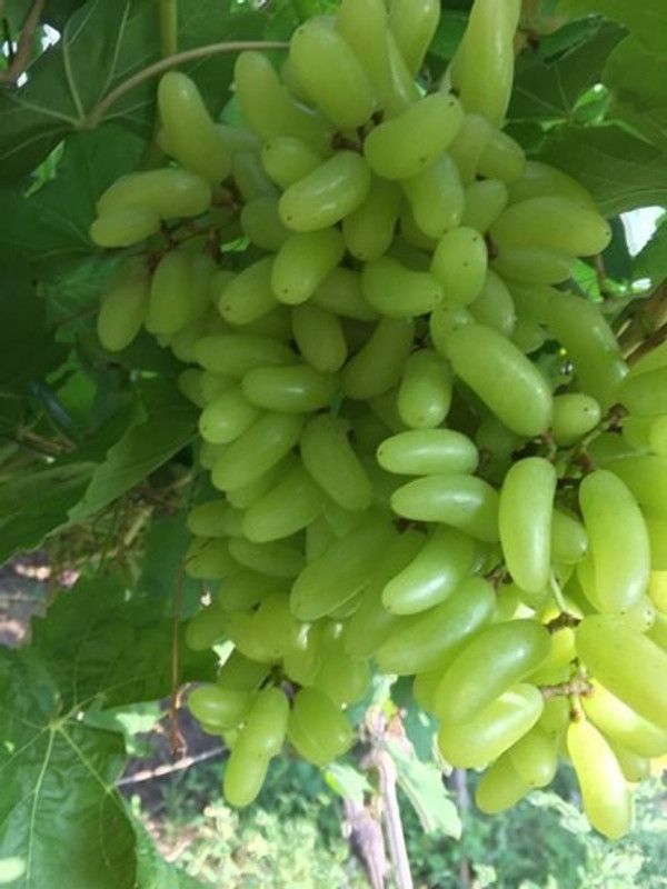 XOLDA Grapes Seed  (38 per packet)