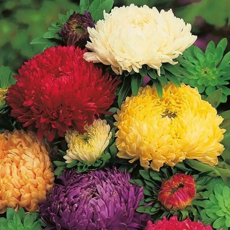Aro Aster princes Seed  (100 per packet)