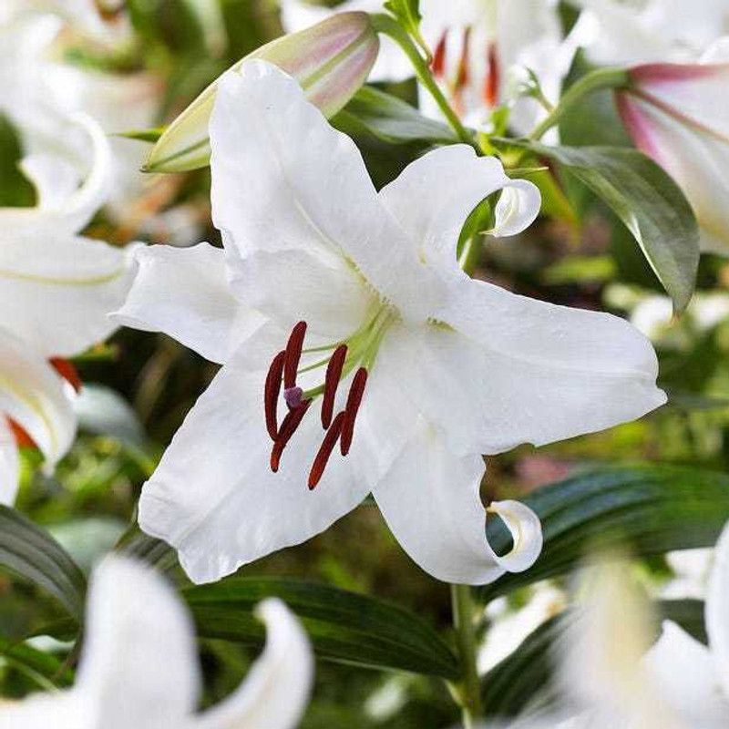 Audbhidhi Flower Bulbs| Oriental Lily Bulbs Imported Fragrance Flower Bulbs For Home Gardening100% Germination (Pack Of 2 Bulbs) White Color Seed  (2 per packet)