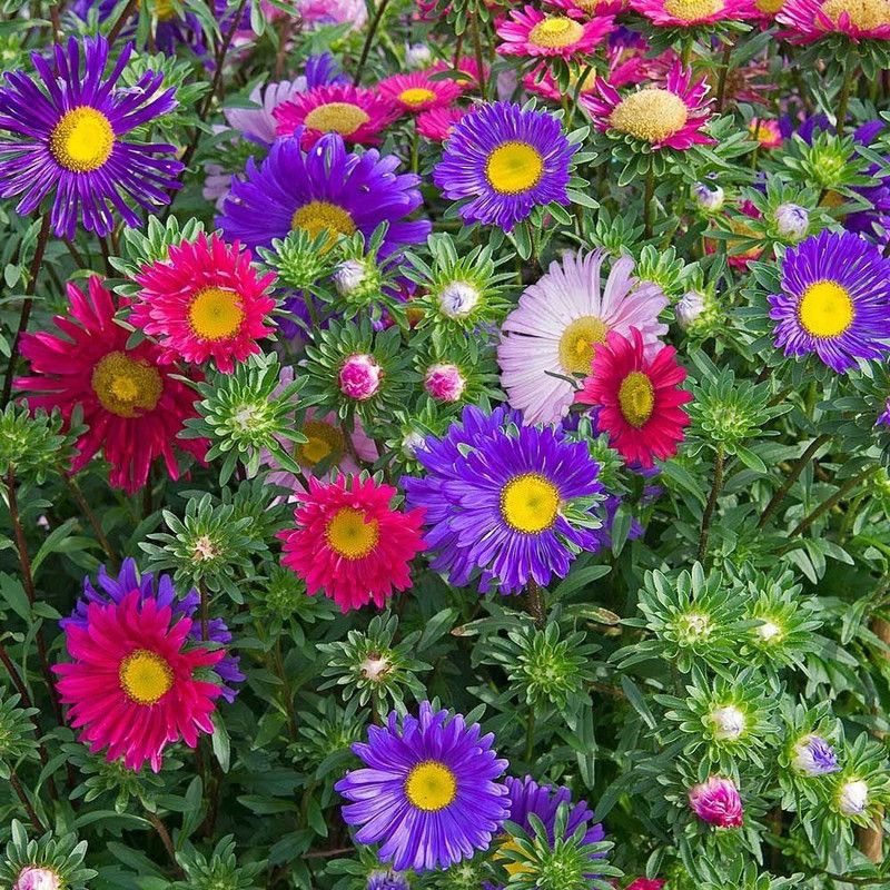KANAYA Aster ‘Mix’ F1 Hybrid Flower Seeds for All Season Seed  (90 per packet)