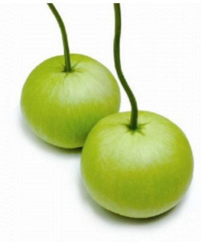 UGRA Chinese Bottle Gourd Seed  (30 per packet)