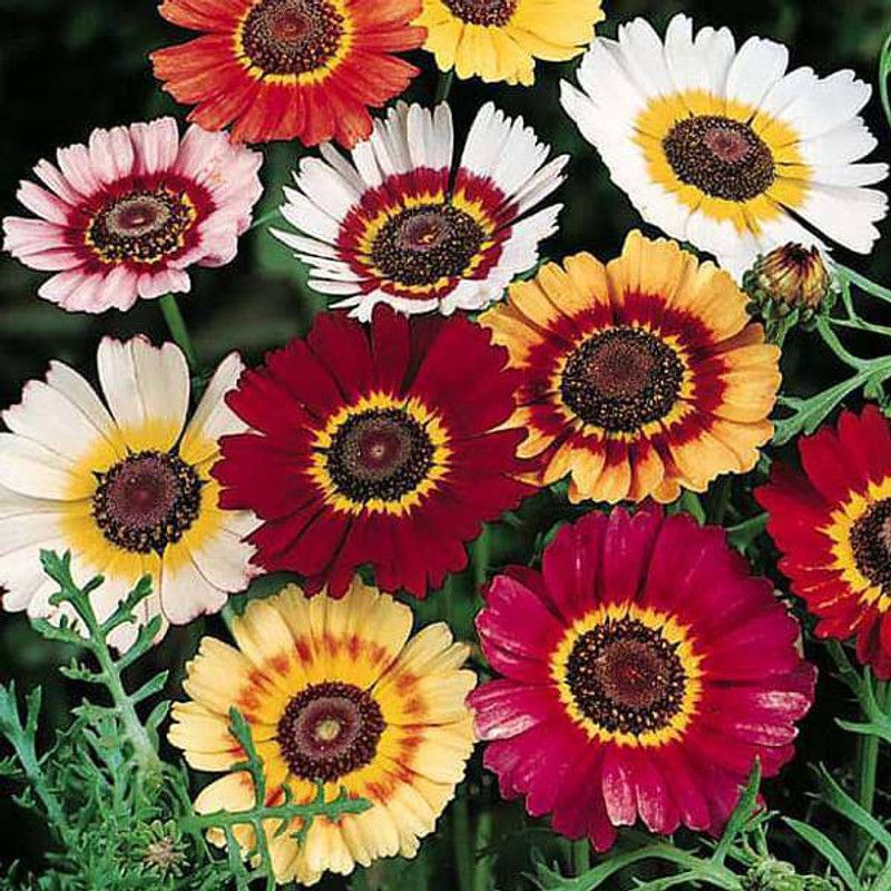 XOLDA Exotic Chrysanthemum Mix Seed  (88 per packet)