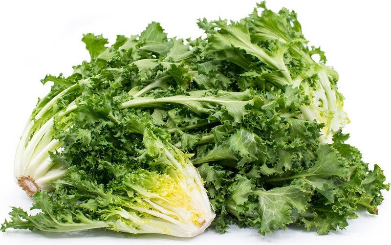 Paudha Lettuce Curly Hybrid Seed  (52 per packet)