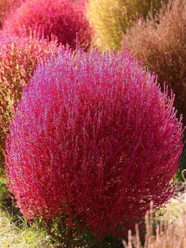 UGRA Kochia Burning Bush Seeds Seed  (30 per packet)