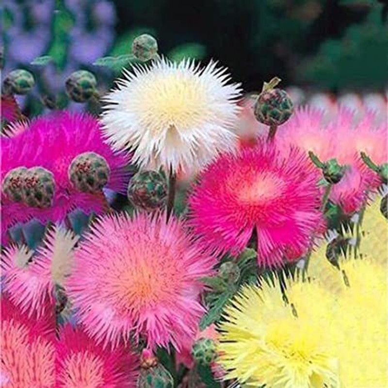 Mozette Sweet sultan Seed  (32 per packet)