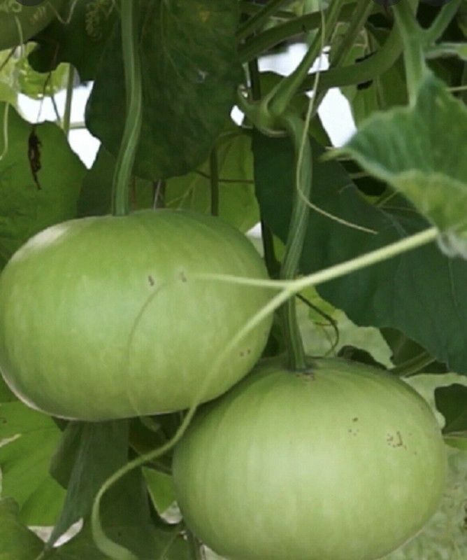 UGRA Bangladeshi Hazari Hybrid Round Bottle Seed  (300 per packet)