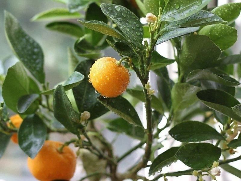 ROYAL NURSERY Orange Plant  (Hybrid, Pack of 1)