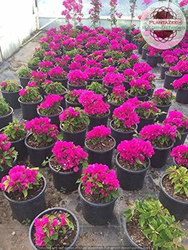 EZtect Baugainvillea Plant  (Hybrid, Pack of 1)