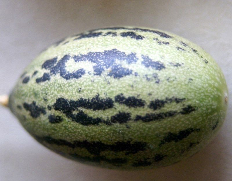UGRA Foot Desi Kachri Quality Fruit Seeds Seed  (200 per packet)