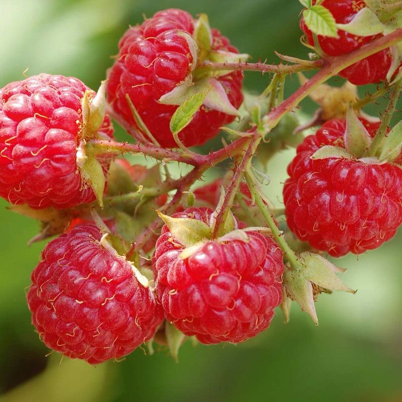 XOLDA Raspberry fruit Seed  (36 per packet)