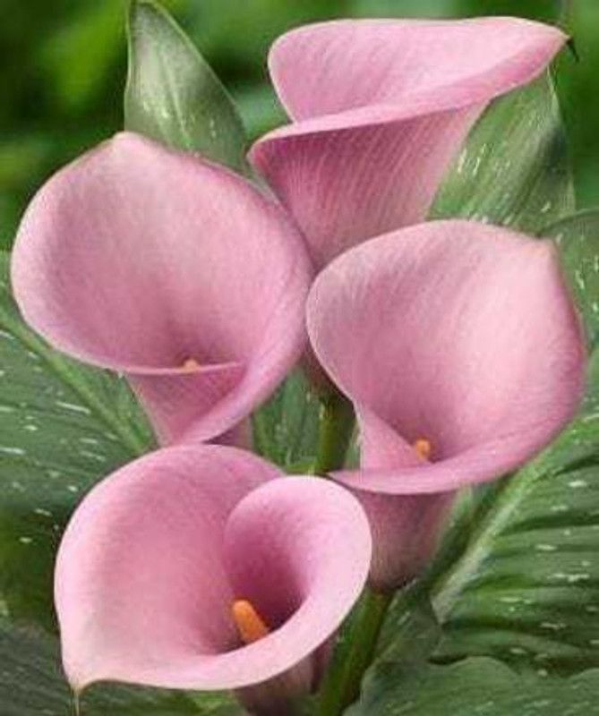 SIDDHI VINAYAK GALLERY Imported VarietyCalla Lily pink flower bulbs color Exotic Beautiful flower bulbs all season for home gardening Seed  (6 per packet)