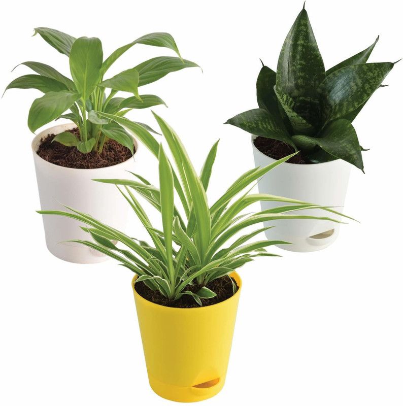 UGAOO Spider Plant  (Pack of 3)