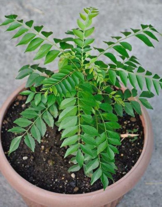 Dream mall Curry Leaf Plant  (Hybrid, Pack of 1)