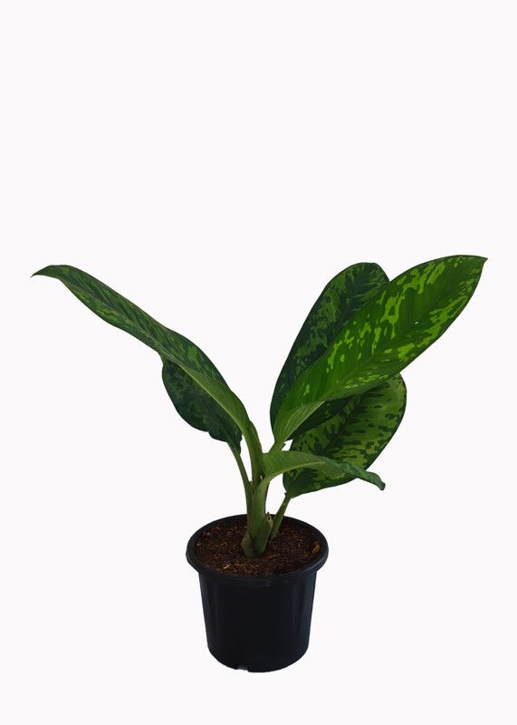 Ultima Search Aglaonema Plant  (Pack of 1)