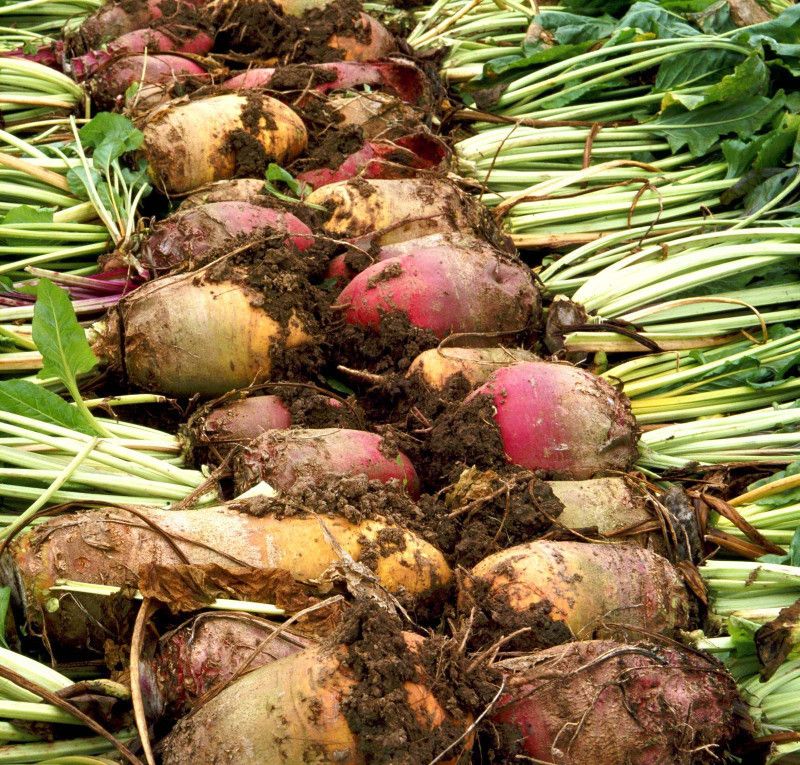 XOLDA Beetroot plant Seed  (25 per packet)