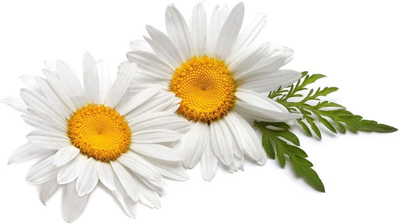 Paudha German Chamomile Seed  (10 per packet)