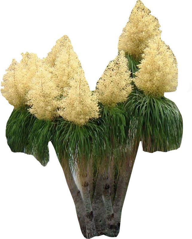Nema Exotic Pony Tail Palm Plant Seeds-10Pcs Seed  (10 per packet)
