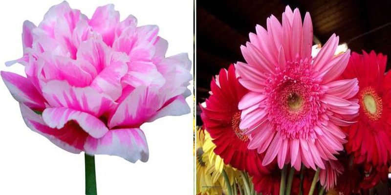 xcentax Daisy mixed winter, PORTULACA GRANDIFLORA mixed Seed  (16 per packet)
