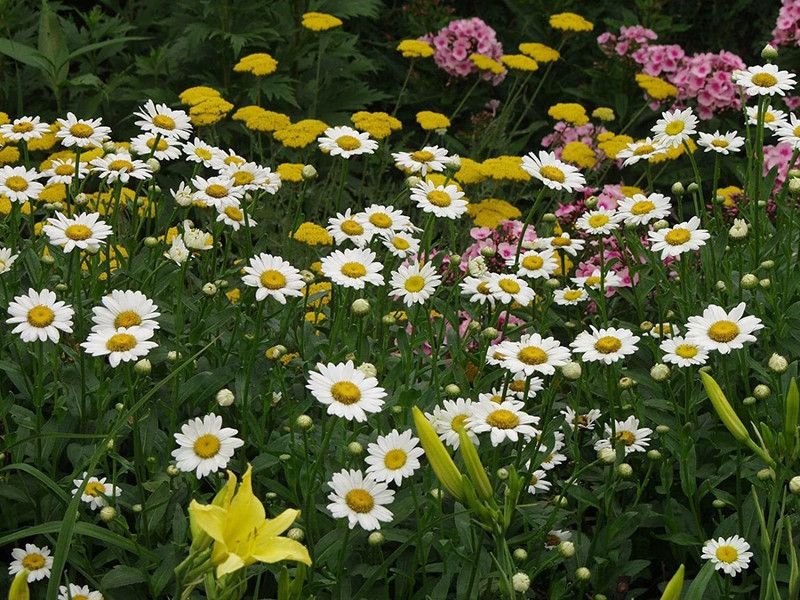 VibeX ATS-33 - Daisy Perennial (white) - (60 Seeds) Seed  (60 per packet)
