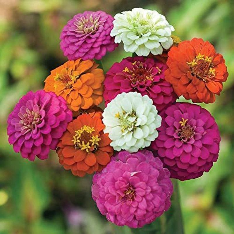 VibeX NBIR-59 - Pom Pom Pompon Zinnia - (90 Seeds) Seed  (90 per packet)
