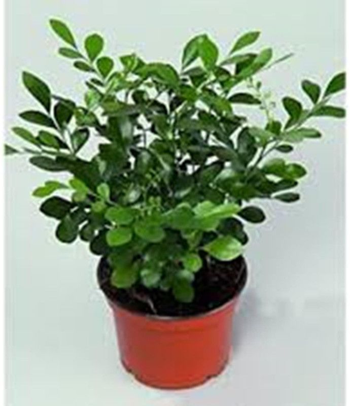 GREEN ISLAND Madhu Kamini Plant  (Pack of 1)