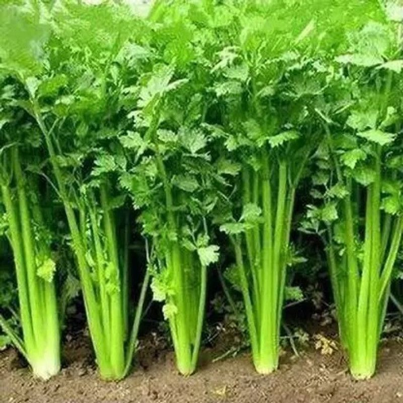 MAA Corinader, Dhania Seed  (30 per packet)