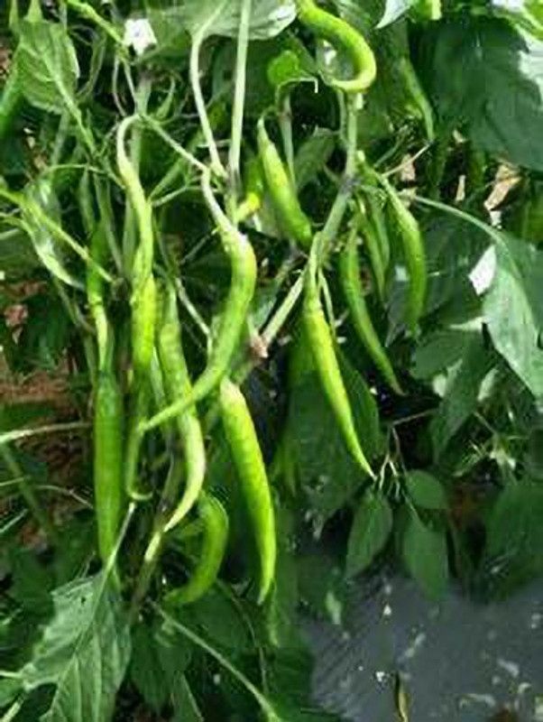 PMB Organic Chilli vasuda Seed  (38 per packet)