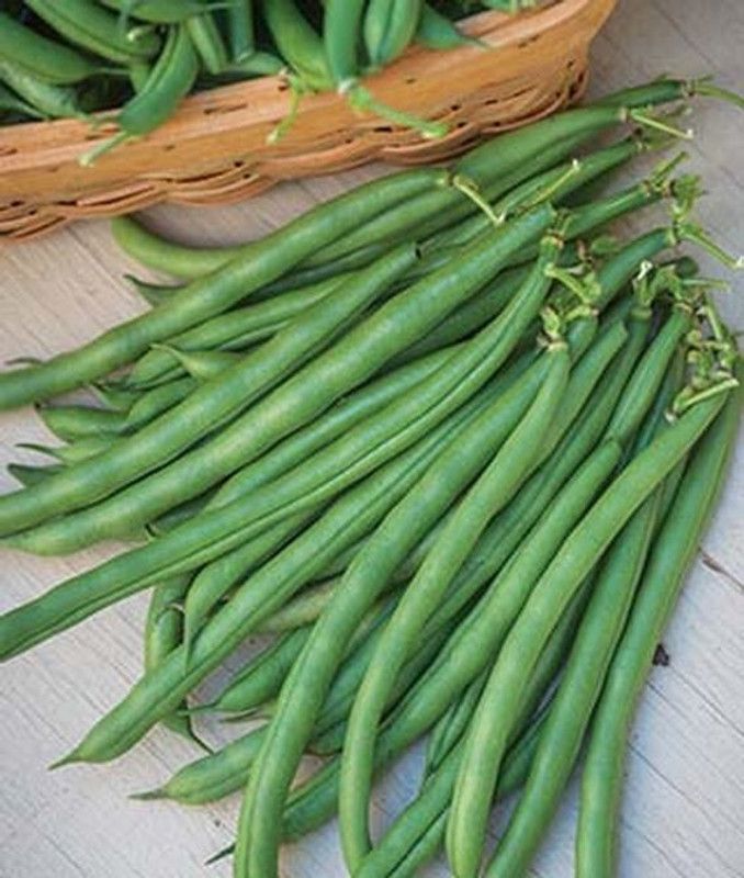 VibeX Bean, Pole, Seychelles Seed  (75 per packet)