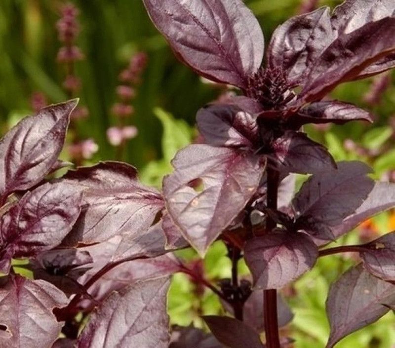 ONUS BASIL RED Ocimum basilicum purpurascens Seed  (250 per packet)