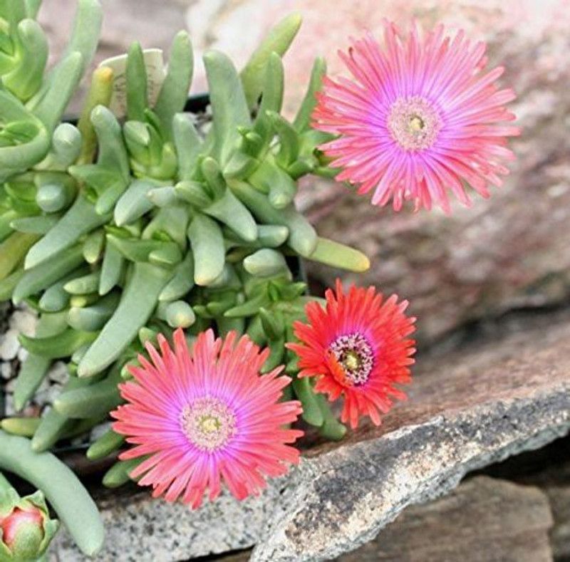Kanaya Ice Mix Colors Flower Seed  (74 per packet)
