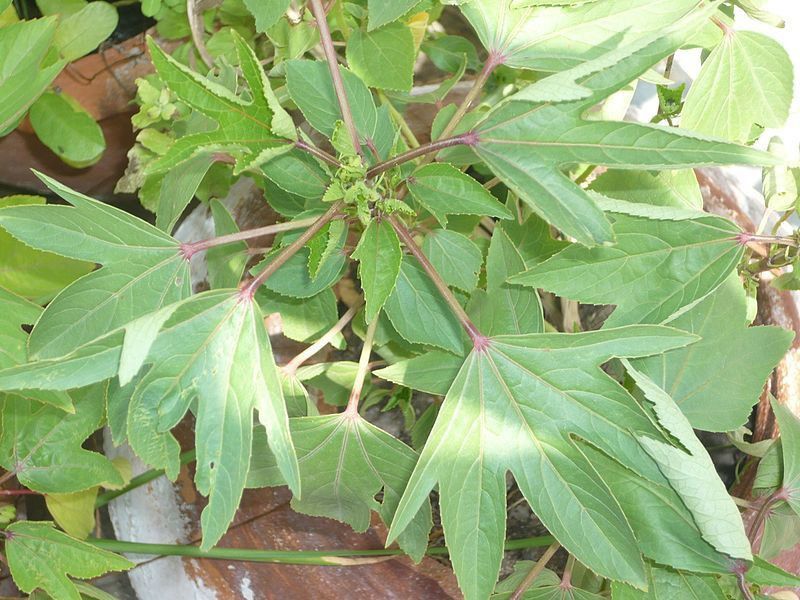 XOLDA Ambada Seed  (51 per packet)