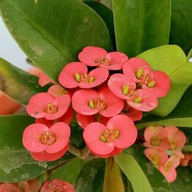 GURVEPLANTATIONI Euphorbia Plant  (Hybrid, Pack of 1)