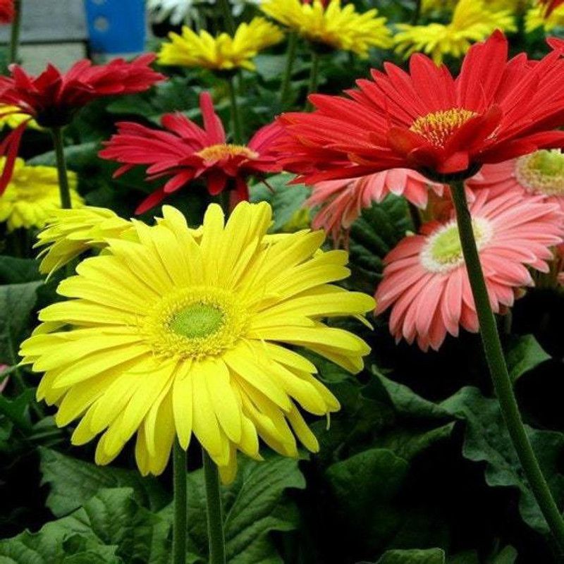 xolda Gerbera Mixed Seed  (24 per packet)