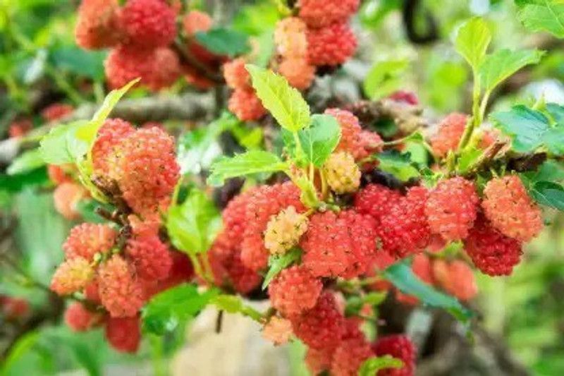 Chalisa MulBerry, Mulberries Seed  (90 per packet)