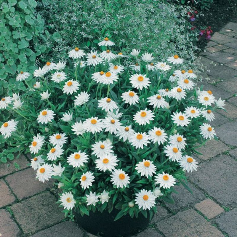 Mozette Exotic daisy white Seed  (33 per packet)