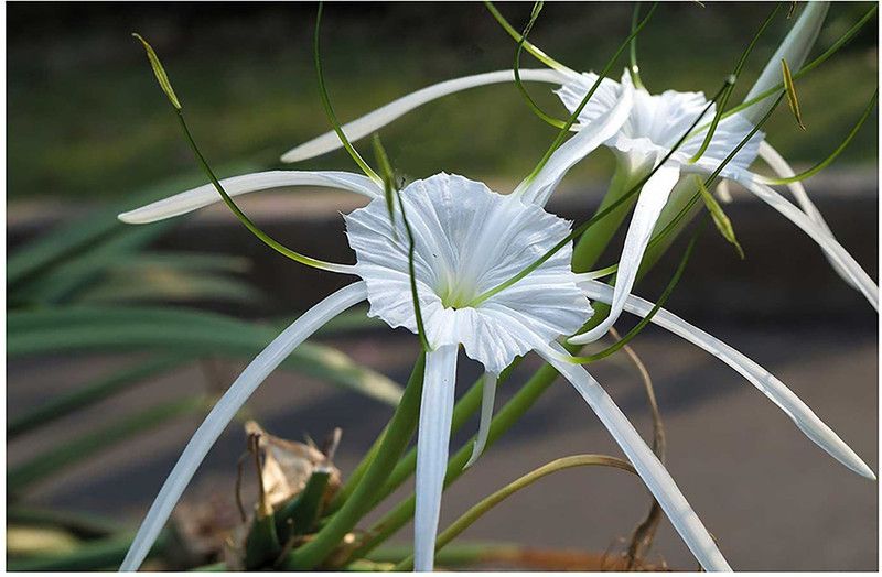 Zomoloco Lily Plant  (Hybrid, Pack of 1)