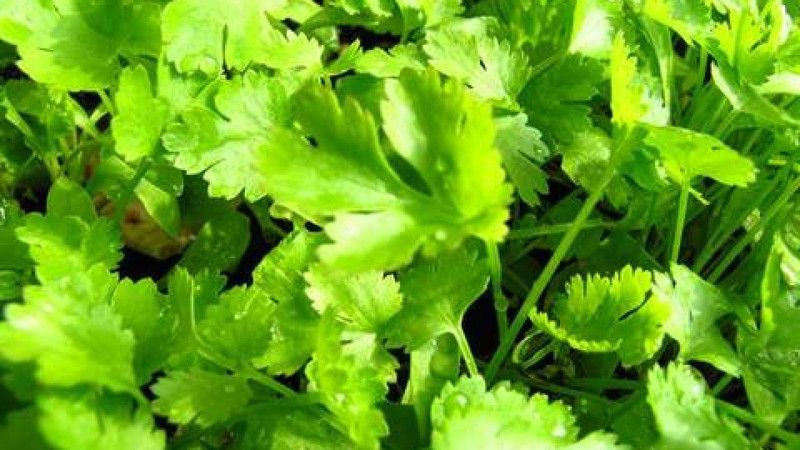 PLANTZON Corriander Imported Seed  (45 per packet)