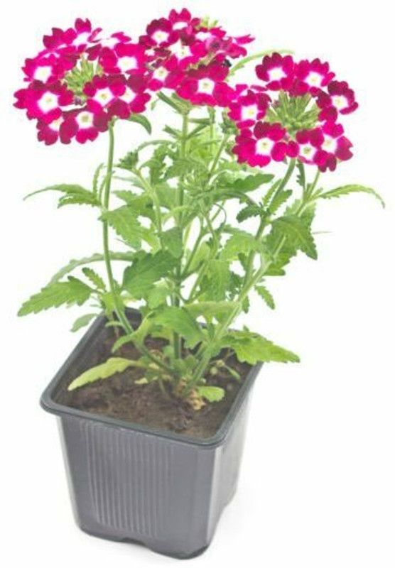 XOLDA Exotic verbena Seed  (22 per packet)