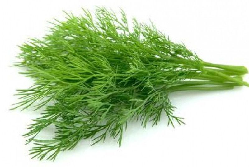 Paudha Dill soya leaves Seed  (77 per packet)