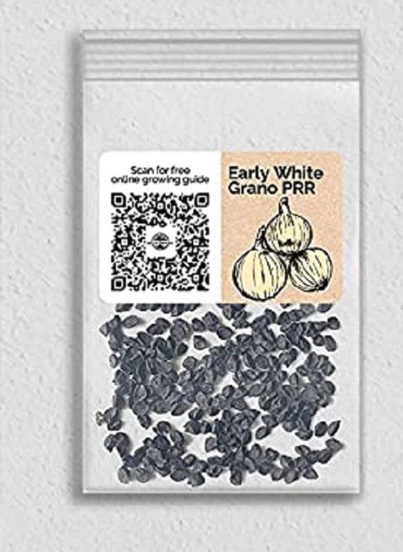 WILLVINE LXI-8 Early White Grano PRR Onion Seed  (2000 per packet)