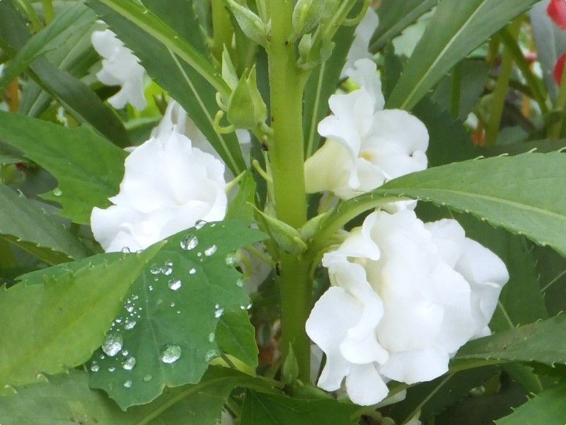 CYBEXIS Balsam Flower Mixed Seeds Seed  (25 per packet)