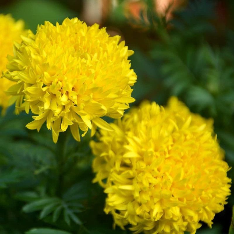 VibeX Marigold Seed  (5 per packet)