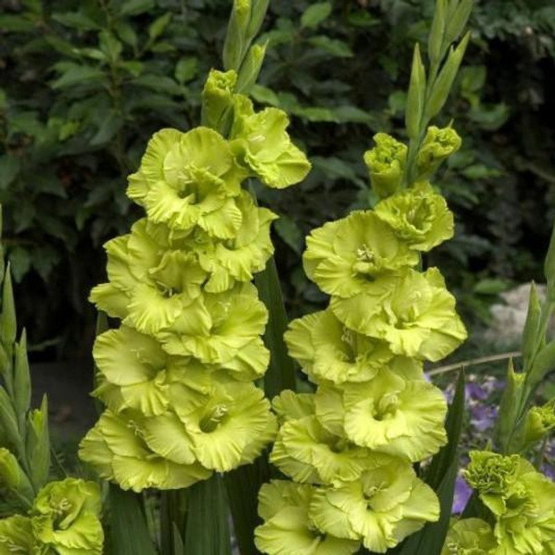 FERNSFLY® Gladiolus Flower Seed  (16 per packet)