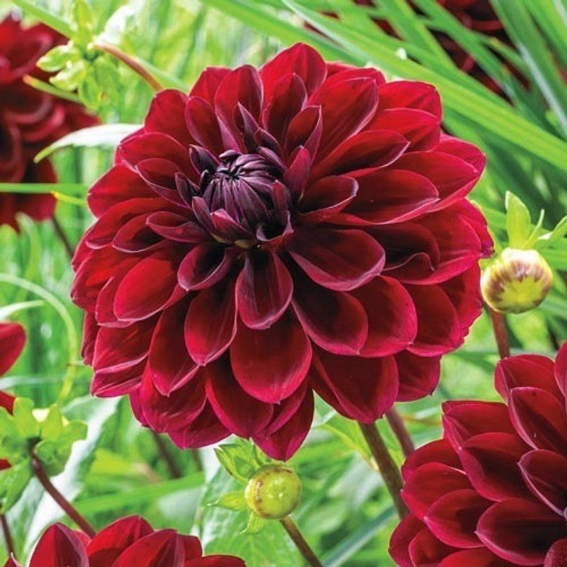 FERNSFLY® IMP. Dahlia | Dhalia | Dahalia Perennial Flower Bulbs Excellent Quality Attractive Aromatic Flower Home Outdoor Gardening Flowering Bulbs (Pack of 9 The Arabian Night Dahlia) Seed  (9 per packet)