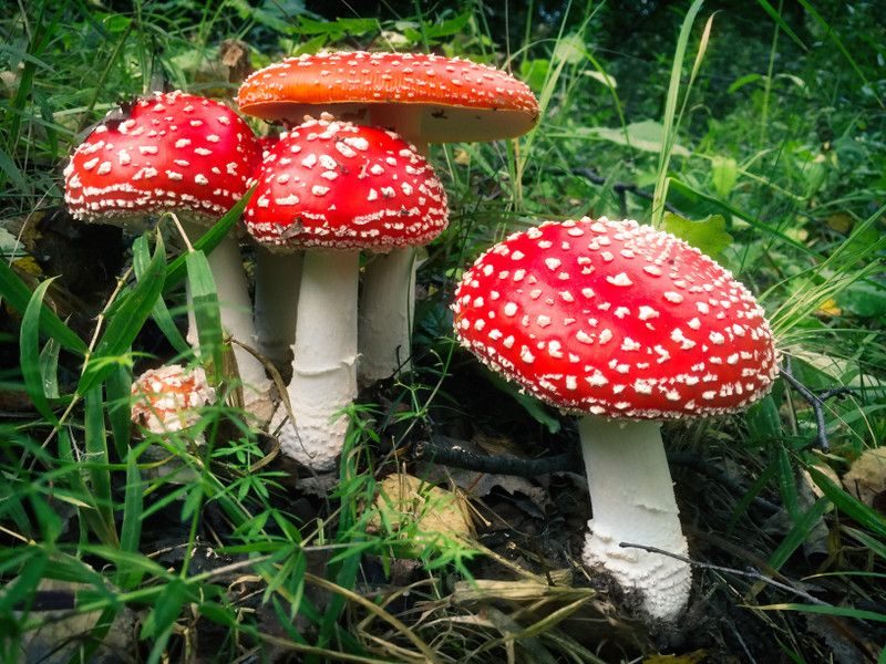 Mozette Mushroom Hybrid Seed  (35 per packet)