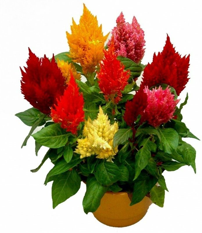 XOLDA Exotic celosia Seed  (31 per packet)