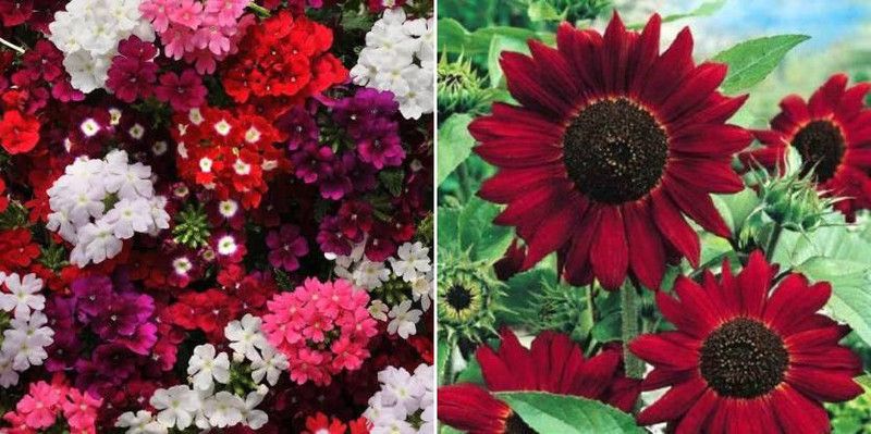 xcentax verbena & sunflower red Seed  (20 per packet)