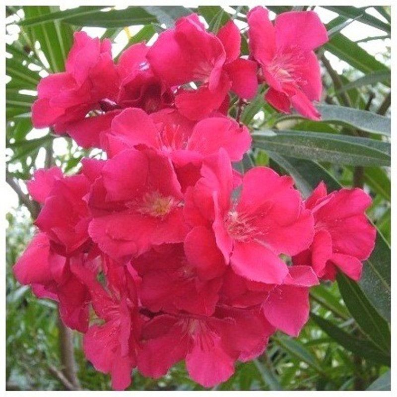 The Entacloo Oleander Plant  (Pack of 1)